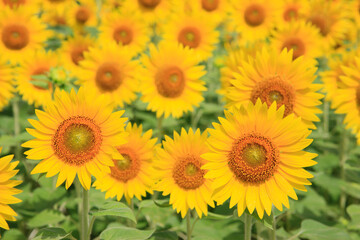 Obraz premium ひまわり畑