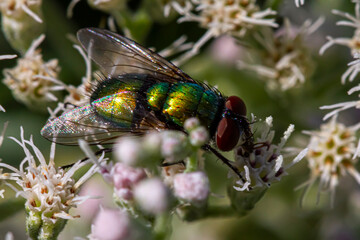 common green bottle fly (Lucilia sericata) a member of Calliphoridae on common boneset flower.  These metallic green colored flies are slightly larger than houseflies and feed on decaying material.