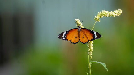 butterfly on a flower