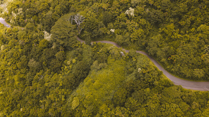 Aerial road in the forest, Oahu, Hawaii