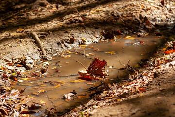 An abstract close up image of forest floor in autumn featuring fallen leaves in and around a rain...