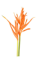 Bird of Paradise flower isolated on white background