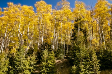 Obraz premium Aspen trees in forest, New Mexico 