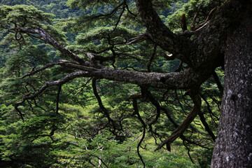 Obraz premium 原生林