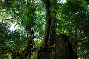 Obraz premium 原生林