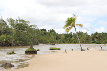 beach with palm trees