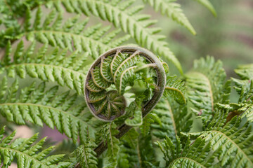 Fiddle head, fern close up in the forest. Spiral in nature, green fern