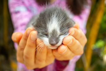 Nice photography of a cute cats over hands