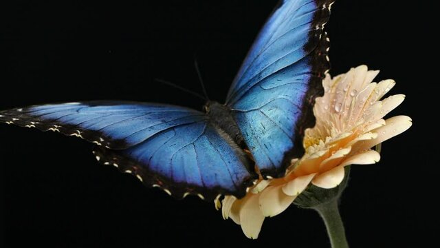 Macro beautiful blue morpho butterfly on pink daisy flower on black background