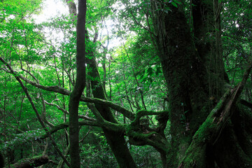 Obraz premium 森林