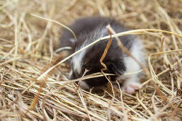 Nice photography of a cute cats over straw