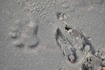 Bear and moose footprints in the sand by the side of a river.