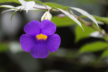 Close up of a purple flower (Ipomoea purpurea) in full bloom.