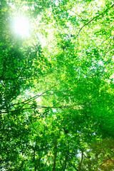 Obraz premium 原生林