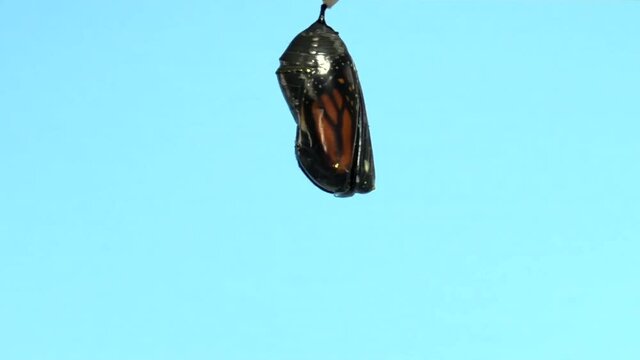 4K HD video Close up of one Monarch Butterfly just emerged from chrysalis hanging upside down from the chrysalis, wings still compact. Light blue background. 2x normal speed.
