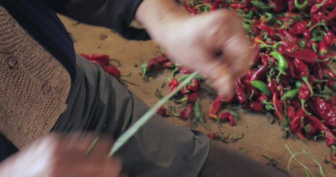 Woman strings peppers to prepare them for drying. Farmers making chains of paprika in Donja Lokosnica for drying. 