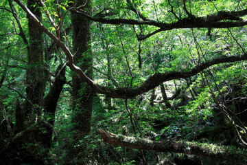 もののけ姫の森