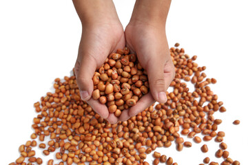 Holding beans in both hands, beans on the white background board