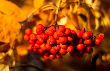Yellow autumn leaves of mountain ash with red berries. Bright autumn leaves for the autumn mood.