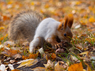 A squirrel in a winter color digs stocks in the winter in yellow foliage. A squirrel in autumn in a gray skin has a pine cone.