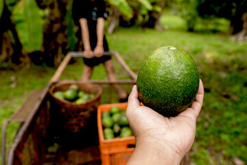 Avacodo is harvested in the hands of farmers, selecting quality products