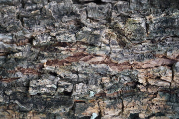 dry tree bark texture background