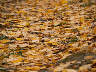 Yellow autumn foliage lies on the ground on a path in the park. Natural yellow foliage fallen from trees