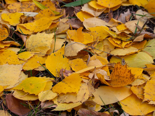 Yellow autumn foliage lies on the ground on a path in the park. Natural yellow foliage fallen from trees