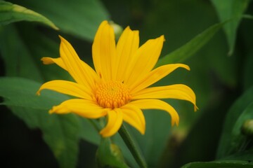 yellow flower in the garden