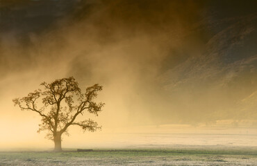 Smoke and a Lone Tree