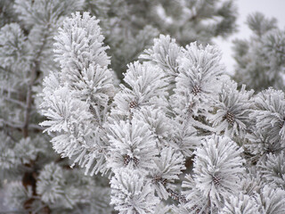 Pine branches in frosty hoarfrost. Pine needles in snow and hoarfrost, cones in hoarfrost along...