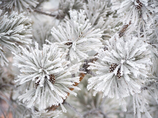 Pine branches in frosty hoarfrost. Pine needles in snow and hoarfrost, cones in hoarfrost along with pine branches.