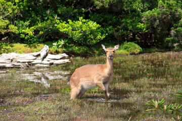 花之江河のヤクシカ