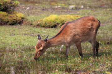 Fototapeta premium 花之江河のヤクシカ