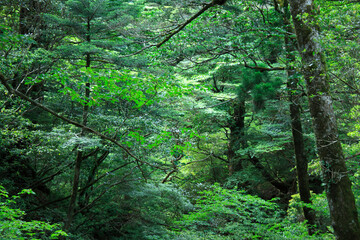 Fototapeta premium 原生林