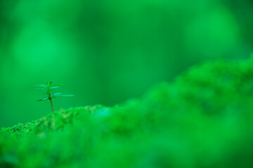 苔と新芽