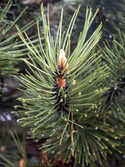 Fototapeta premium Spring pine fruits foreground. The needles on the branch of the coniferous tree
