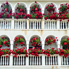 Fototapeta na wymiar Beautiful and sensational red geranium on a white façade