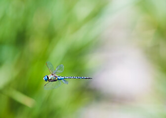 Blue dragonfly with beautiful transparent wings on a clear green background