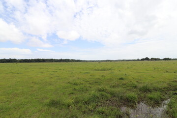 field of grass