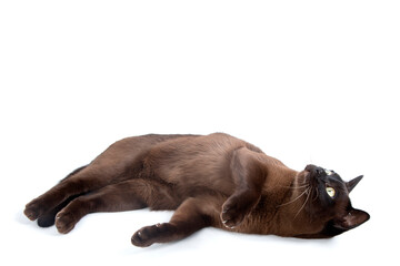Cat on white background