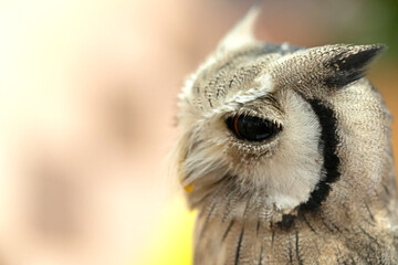 Large eyes white-faced scops owl portrait.