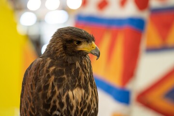 Falconry. Harris hawk (Parabuteo unicinctus) Portrait of a beautiful Harris's hawk.