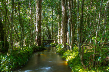 Obraz premium river in the forest