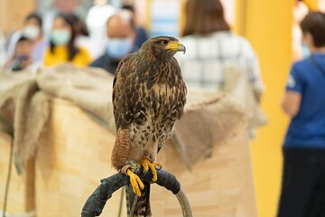 Falconry. Harris hawk (Parabuteo unicinctus) Portrait of a beautiful Harris's hawk.