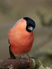 Eurasian bullfinch (Pyrrhula pyrrhula)