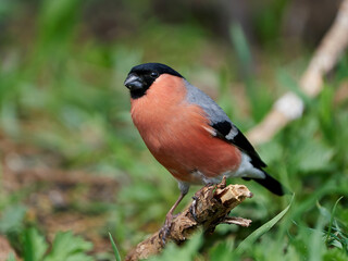 Eurasian bullfinch (Pyrrhula pyrrhula)