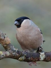 Eurasian bullfinch (Pyrrhula pyrrhula)