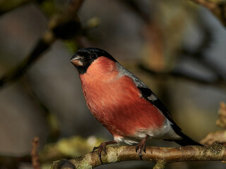 Eurasian bullfinch (Pyrrhula pyrrhula)
