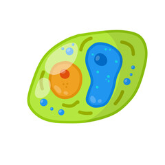 Green cell of the plant. Element of science and biology. Cartoon flat illustration. Microorganism by microscope. With core, details and membrane